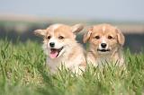 CORGI PEMBROKE 1228